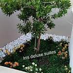 Iris Deluxe 2